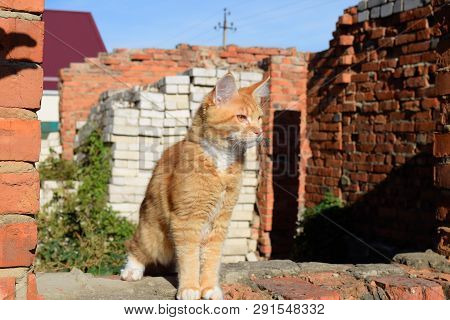 Breeding Of Purebred Cats At Home. Mainecoon Cat, Giant Maine Coon Cat.