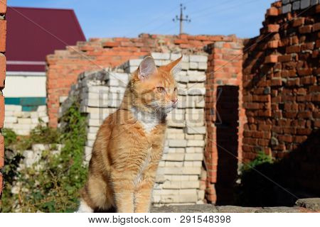 Breeding Of Purebred Cats At Home. Mainecoon Cat, Giant Maine Coon Cat.