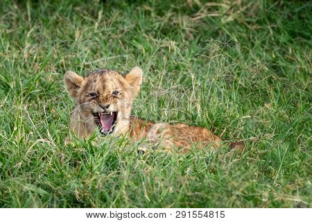 Young lion cub laying in the cool green grass of the Masai Mara, Kenya. Cute baby parcticing a roar or growl but not looking very fierce. 