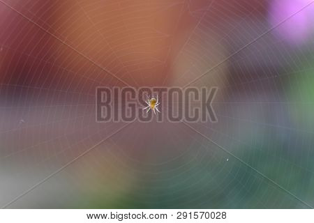 Small Harmless Spider And Web With Colorful Bright Blurry Background Of Natural Garden