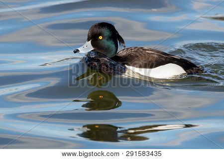 Tufted Duck Aythya Fuligula Male Swimming On Water With Multiple Reflections. Cute Funny Drake In Ps