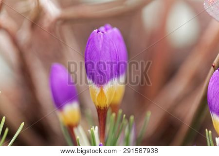 Flower Of A Tricolored Sieber's Crocus, Crocus Sieberi