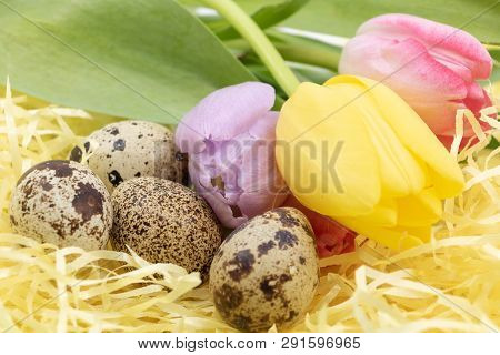 Country And Bucolic Quail Eggs And Tulips For The Arrival Of Spring And Easter