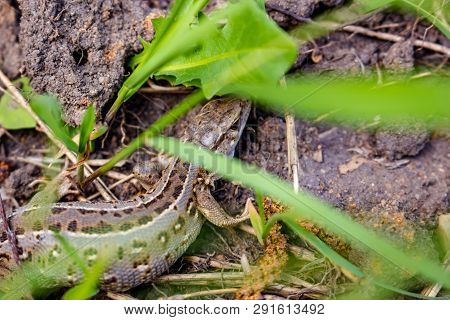 Sand Lizard Or Lacerta Agilis Closeup, Female