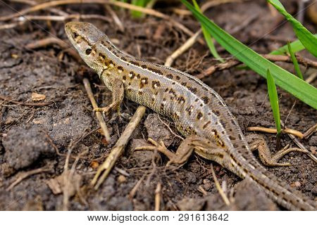 Sand Lizard Or Lacerta Agilis Closeup, Female