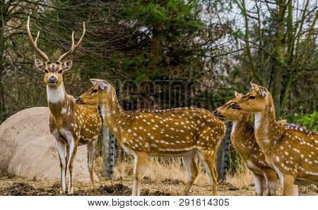 Family Of Axis Deers Together, One Stag Leading The Herd Of Does, Animal From The Forests Of India A
