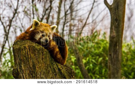 Closeup Of A Red Panda Laying On A Stumped Tree Top, Endangered Animal Specie From Asia