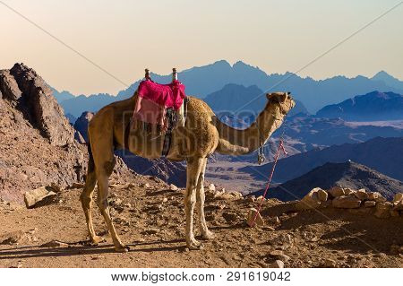 Silhouette Dromedar Camel On The Background Of The Mountain Of St. Moses, Egypt, Sinai