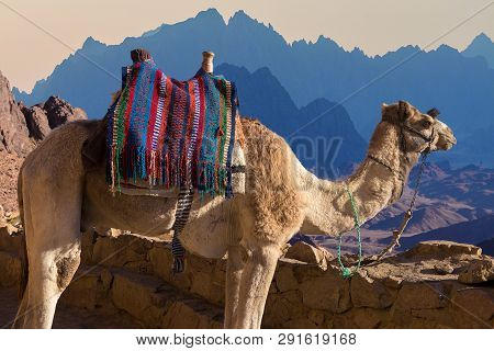 Silhouette Dromedar Camel On The Background Of The Mountain Of St. Moses, Egypt, Sinai