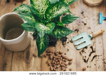 Repotting Plant Concept. Dieffenbachia Plant In Soil With Gardening Stylish Tools, Ground ,drainage
