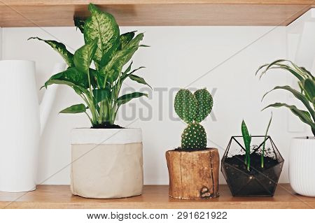 Stylish Wooden Shelves With Modern Green Plants And White Watering Can.  Cactus, Dieffenbachia, Drac
