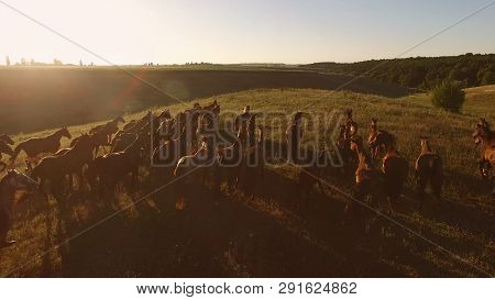 Horses Running In Slow Motion. Brown Horses On The Meadow. Trust The Inner Compass. Animals Rely On 