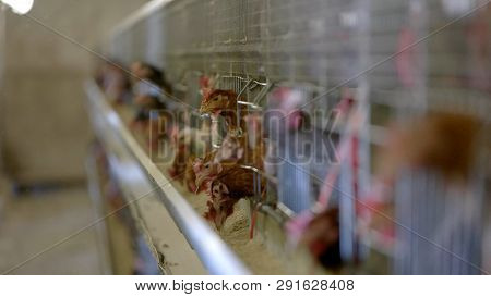 Hens Are Pecking Feed. Domestic Birds In Cages. Breeding Poultry In Good Conditions. Chickens Must L