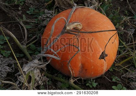 Pile Of Small Cute Pumpkins At Pumpkin Patch