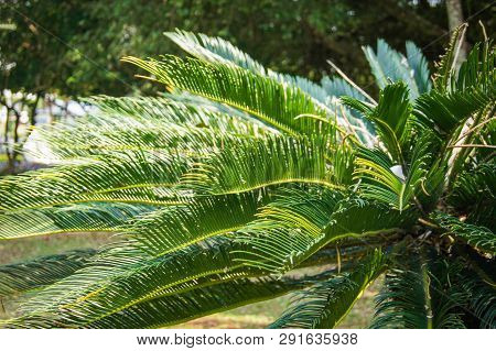 Green Cycad Plant In The Garden Park / Cobia Tree
