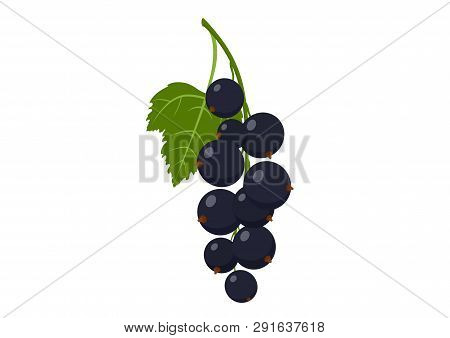 Black Currant Isolated Vector Image Of Fresh Organic Garden Berry Fruit