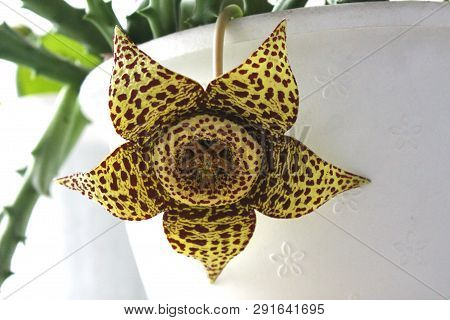 A Blossoming Flower Of A Stapelia On The Background Of A White Pot