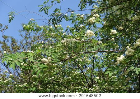 Blossoming Branches Of Rowan Against Blue Sky