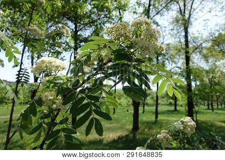 Branch Of Rowan With White Flowers In Spring