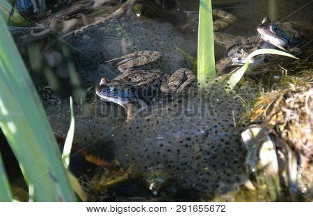 Frogs Guarding Their Eggs Or Frog Spawn In A Pond In Nijmegen The Netherlands