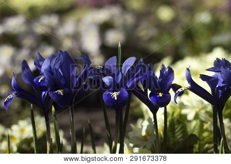Blue Undersized Irises And Yellow Primrose Bushes Bloom In Spring In The Garden Background