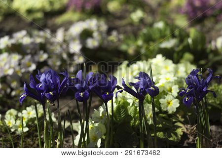 Blue Undersized Irises And Yellow Primrose Bushes Bloom In Spring In The Garden Background