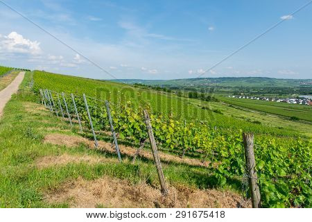 Landscape Of Vineyard In Summer Sun Day. Nature Background.