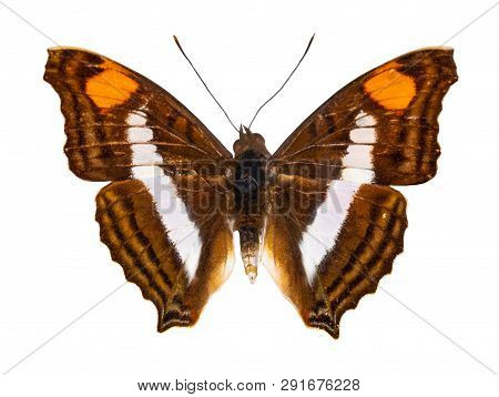 Doxocopa Seline. Color Butterfly, Isolated On White Background With Clipping Path.