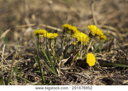 Mother And Stepmother - First Yellow Early Spring Flower In The Field, Among The Dry Grass. The Coll