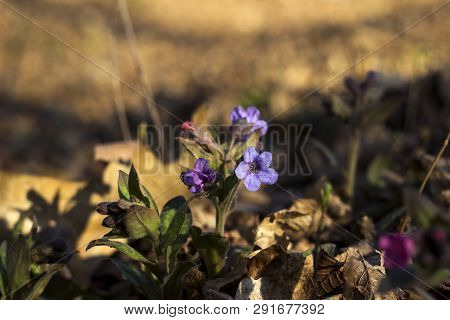 Pulmonaria Is A Genus Of Flowering Plants In The Family Boraginaceae. Pink And Blue Forest Flowers U