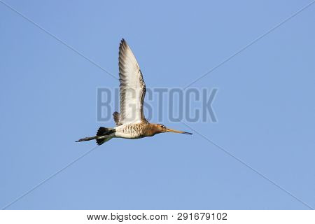 Bar-tailed Godwit Screaming In Flight Under Blue Sky. Cute Long Bright Colorful Shorebird. Bird In W