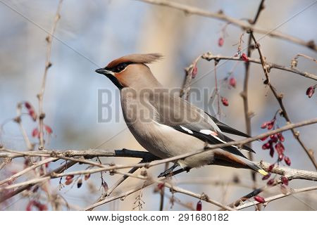 Bohemian Waxwing Sitting And Feeding On Barberry Bush. Beautiful Insolent Migrant Birds With Nice Vo