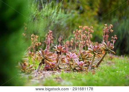 Various Type Of Succulent Plants At The Alii Kula Lavender Farm On Maui, Hawaii