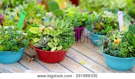 Various Type Of Succulent Plants At The Alii Kula Lavender Farm On Maui, Hawaii