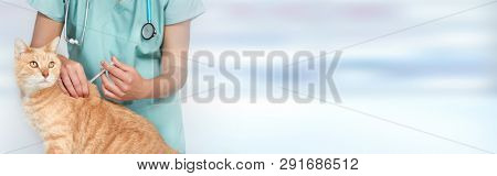 Veterinarian doctor with cat in veterinary clinic.