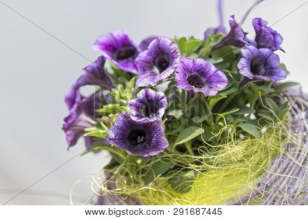 Bellflower In Bloom In Spring