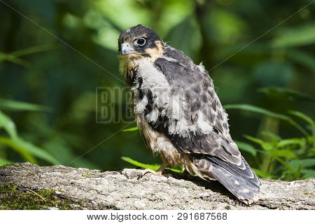 Hobby Falcon Falco Subbuteo Young Sitting On Log. Fluffy Juvenile Bird Of Prey Just Leaved Nest. Cut