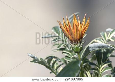 Garzania Flower In Bloom In The Garden In Spring
