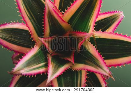 Pineapple Flower On A Green Background. Natural Background. Abstract Background.