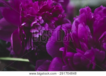 Bouquet On A Black Background.pink Peony Flower Isolated On Black Background.bouquet Of Peonies.pink