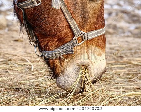 Brown Horse To Feed On A Pasture Near A Mountain Farm.