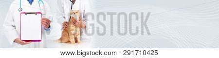 Cat and veterinarian doctor