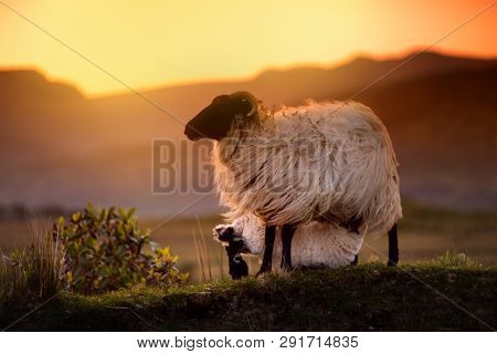 Sheep Grazing In Green Pastures On A Sunset. Adult Sheep And Baby Lamb Feeding In Lush Green Meadows
