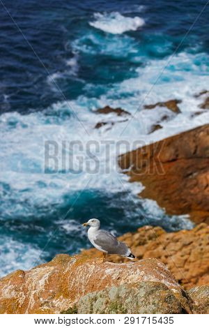 Seagull in Berlenga island - Portugal - nature background