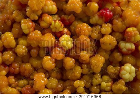 Cloudberries. Bowl With The Collected Fresh Cloudberries