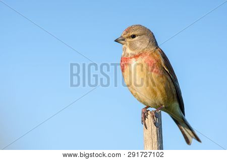 Male Carduelis Cannabina Or Pardillo Comun With Copy Space For Text