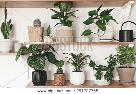 Stylish Green Plants And Black Watering Can On Wooden Shelves. Modern Hipster Room Decor. Cactus, Ca