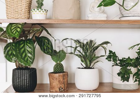 Stylish  Green Plants And Black Watering Can On Wooden Shelves. Modern Hipster Room Decor. Cactus, C