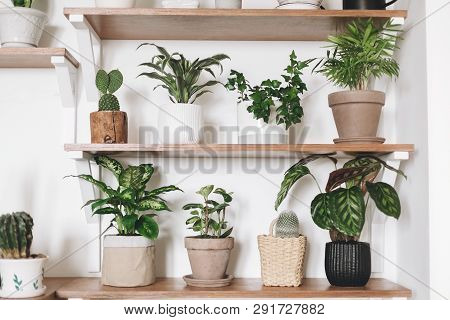 Stylish Wooden Shelves With Green Plants And Black Watering Can. Modern Hipster Room Decor. Cactus, 