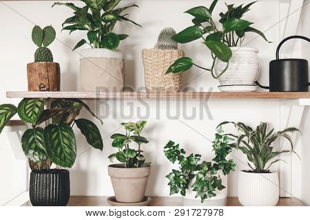Stylish Wooden Shelves With Green Plants And Black Watering Can. Modern Hipster Room Decor. Cactus, 